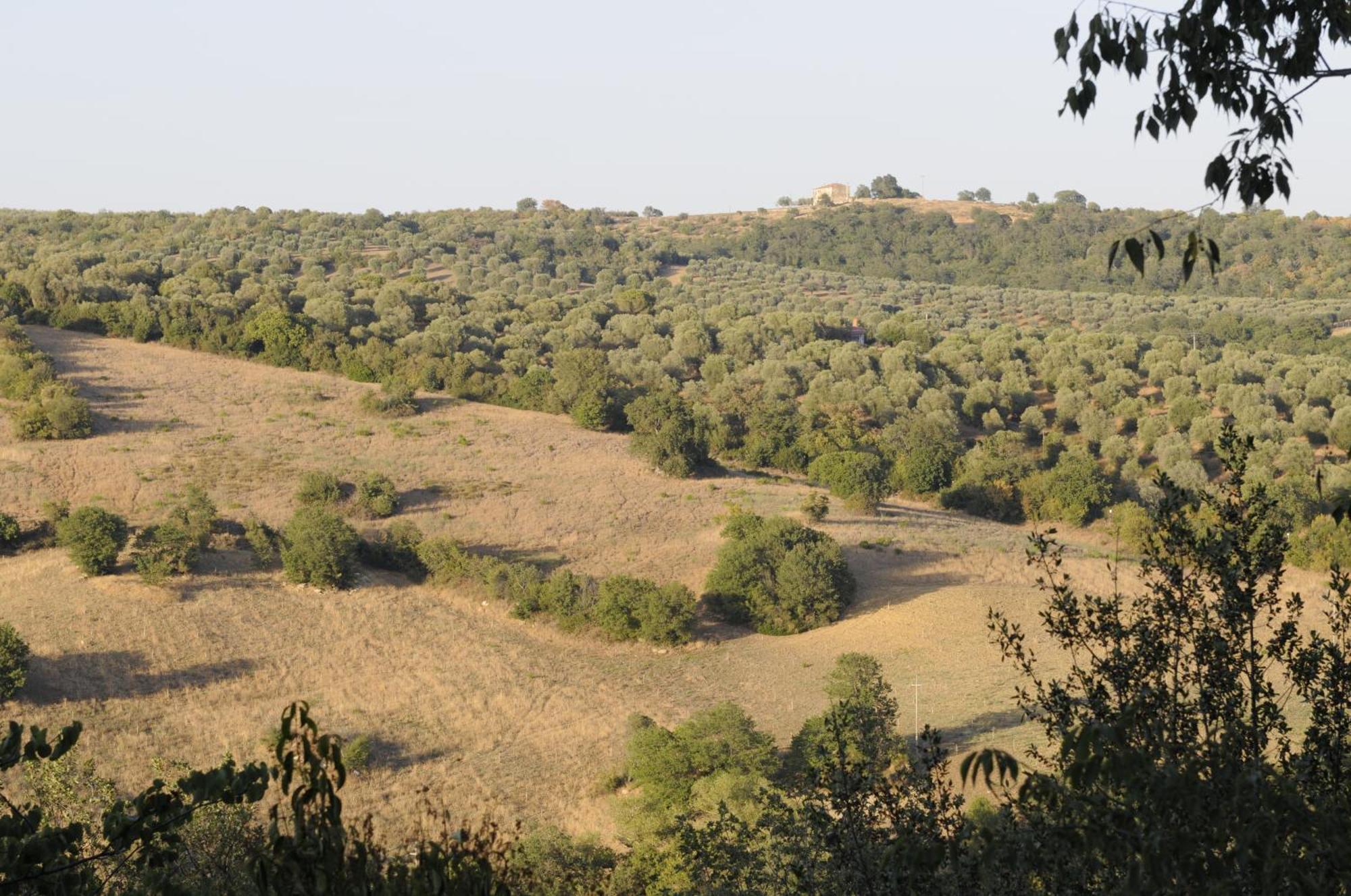 Le Tartarughe Rooms Magliano in Toscana Eksteriør bilde